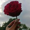 semo_83