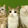 meowstair