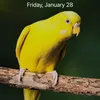 zanyar_909