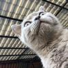 british_shorthair_casper