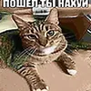 desertkivi