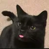 dodo_chhre