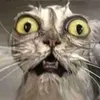 .anymus