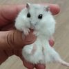 hamster__milo