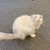 micaycutiii