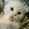 meowmmmeowmeowwwwww
