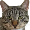 ViralWhiskers