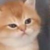 memeliciousx