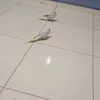 rosemarecampos