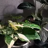 betweengreenplants