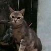 putrishafa097