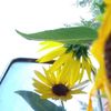 sun.flowerchild22