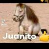 juanito4475732