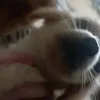 joyiice_