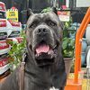 roman.the.corso