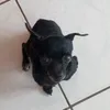 marshiemellowmeow