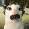 kittypunch23