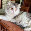 bellabilly09