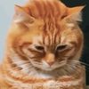 kusukakucing7