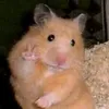 caratdeulhanniehae