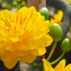 hongthanh63_