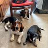 thedoxieandthebassets