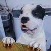 pitbullbrando_2026