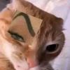 aloaloalopagopago