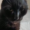 daicat._.21