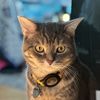 Zizo.cat