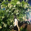 hophuong0510