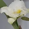 caibong833