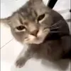 kanekicow