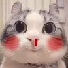 dyqk2lnmll3a