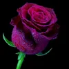 user30496112939016