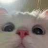 qwevnslahliiii