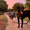dogparkaficionado