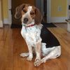 stanley_the_beagle