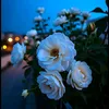 aya_waleed2014