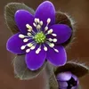 hanami.mmama8910