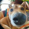 noelldog