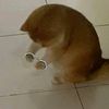 meowmeowmeow0970
