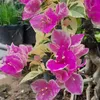 huyen_le_hoa_giay