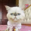 Mèo Nhỏ 😽