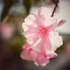 lightinephotography