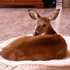 comeheredeer