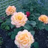 zhelyunya