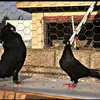 dyare_kalare2