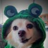 preciousfrogdog