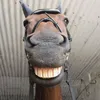 .horse.editz___